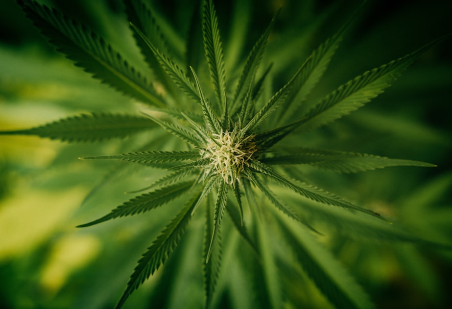 The Benefits of Cannabis in Malta
