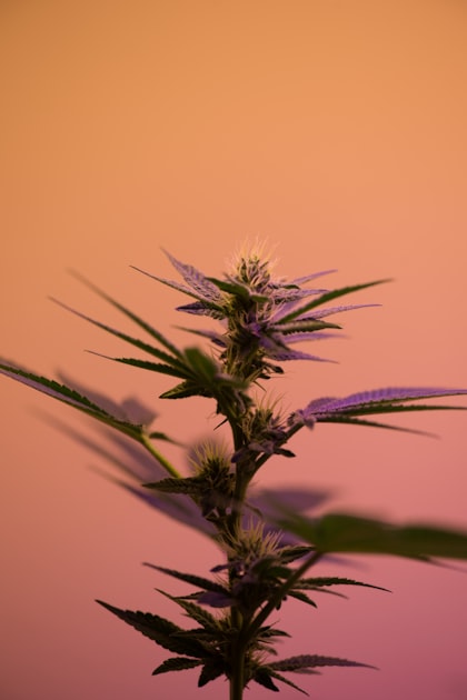 Growing Cannabis Indoors vs Outdoors